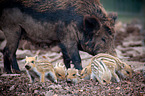 wild boars