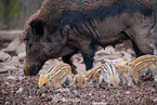 wild boars