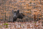 wild boars