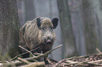 wild boar