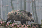 wild boar