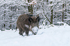 boar