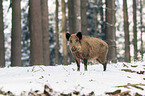 boar