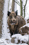 boar