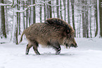 boar