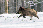 boar