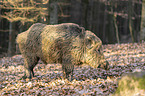 wild boar