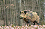 wild boar