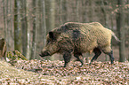 wild boar