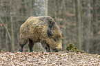 wild boar