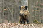 wild boar