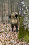 wild boar