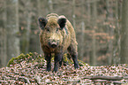 wild boar