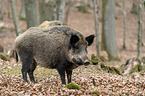 wild boar