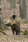 wild boar