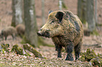 wild boar