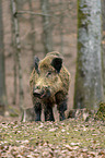 wild boar