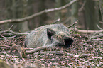 wild boar