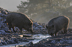 wild boars at the water
