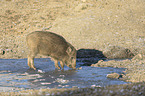 wild boar at the water