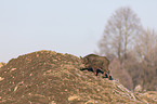 wild boar