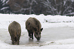 wild boars at the water