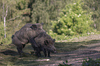 wild boars