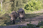 wild boars