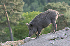 wild boar