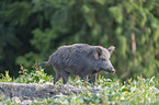 wild boar