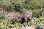 wild boars