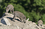 wild boars