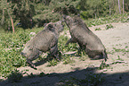 Wild boars playfully fight each other