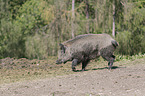 walking wild boar