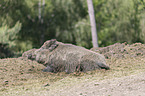 wild boar