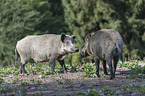 wild boars