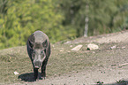 walking wild boar