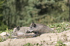 wild boars