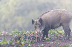 wild boar with piglets