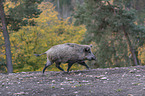 running wild boar