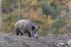 walking wild boar