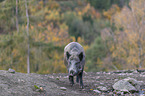 wild boar