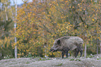 wild boar
