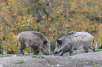 wild boars