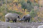 wild boars