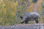 wild boar