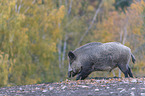 wild boar