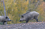 wild boars