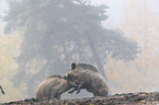 Wild boars playfully fight each other