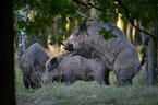 standing Wild Boars